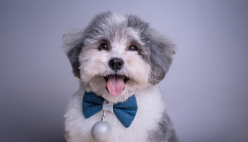 一只戴着蓝色领结毛发灰白相间的小狗在浅灰色背景前张嘴露舌的图片