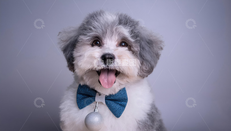 高清大图下载【趣麦麦图】一只戴着蓝色领结毛发灰白相间的小狗在浅灰色背景前张嘴露舌的图片