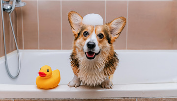 柯基犬在浴缸里浑身湿漉漉旁边有个黄色橡皮鸭的图片