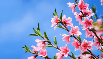 柔和光线下的桃花