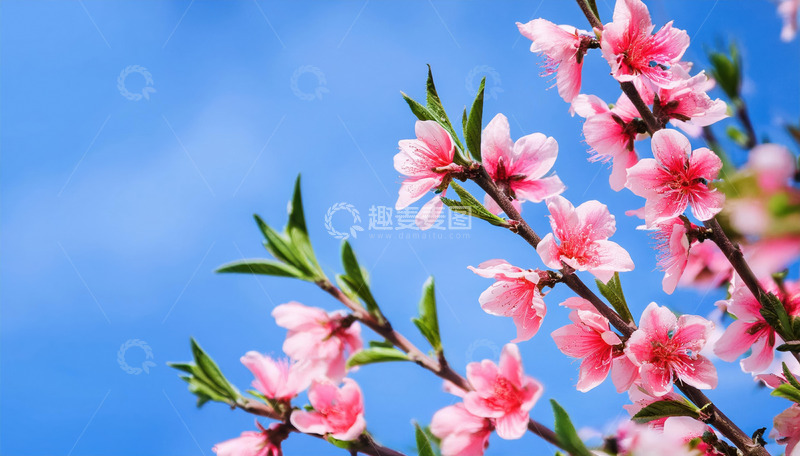 柔和光线下的桃花