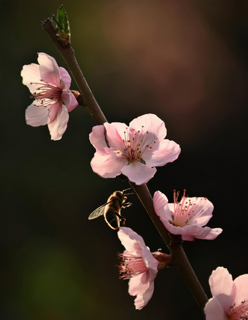 富有诗意的桃花景致1