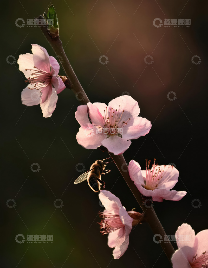 高清大图下载【趣麦麦图】富有诗意的桃花景致1