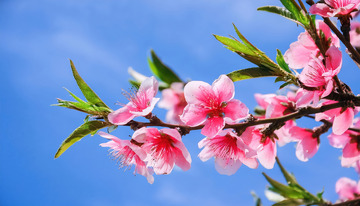 精致的桃花特写