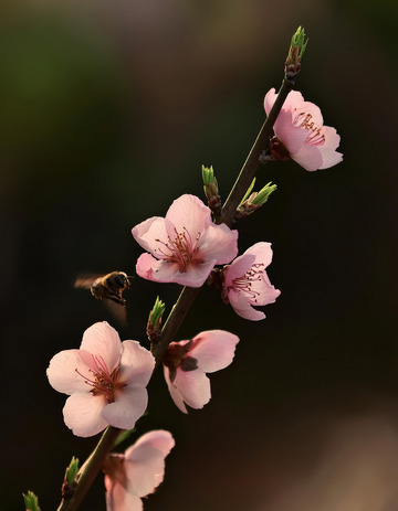 优雅的桃花姿态