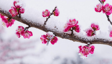 别致的雪梅摄影