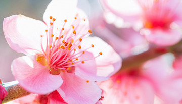 精致的桃花特写1