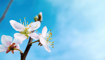 蓝天映衬的桃花