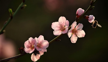 烂漫盛开的桃花