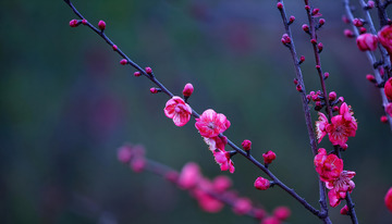 宁静氛围的梅花图1