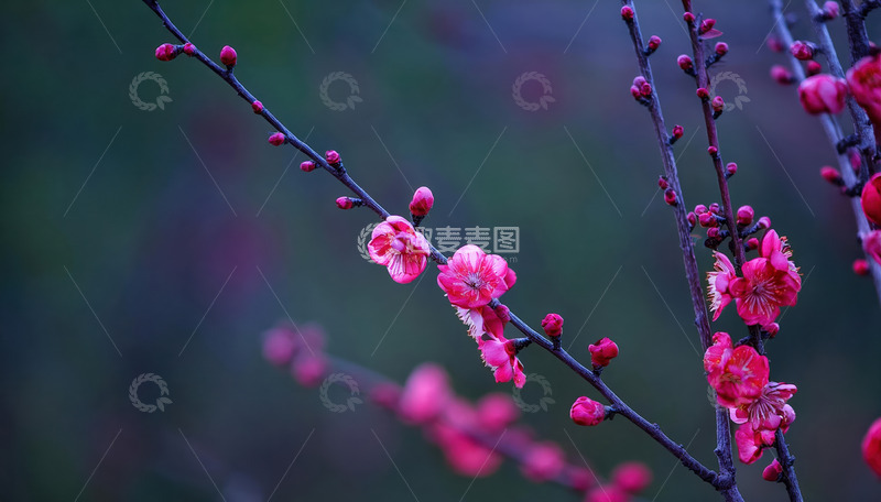 宁静氛围的梅花图1