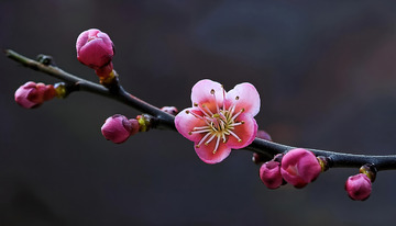 唯美的梅花景致