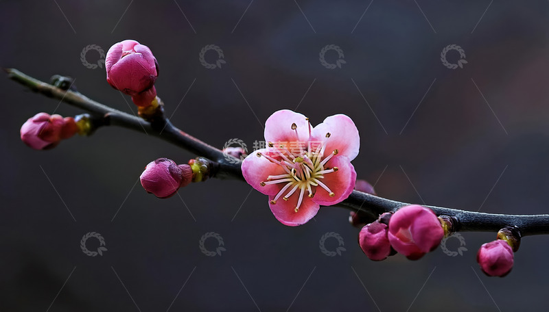 高清大图下载【趣麦麦图】唯美的梅花景致