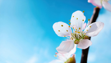 灵动的桃花倩影