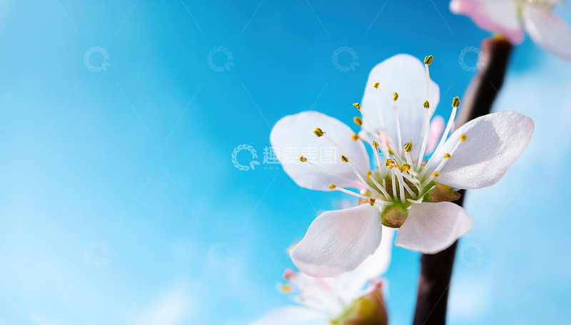 高清大图下载【趣麦麦图】灵动的桃花倩影