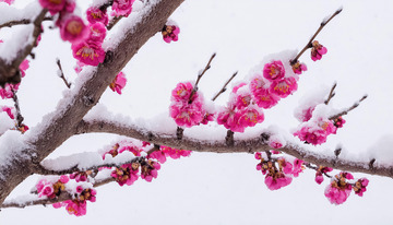 粉艳梅花披雪