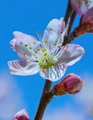 粉白相间的桃花瓣