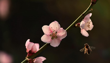 朦胧背景的桃花图