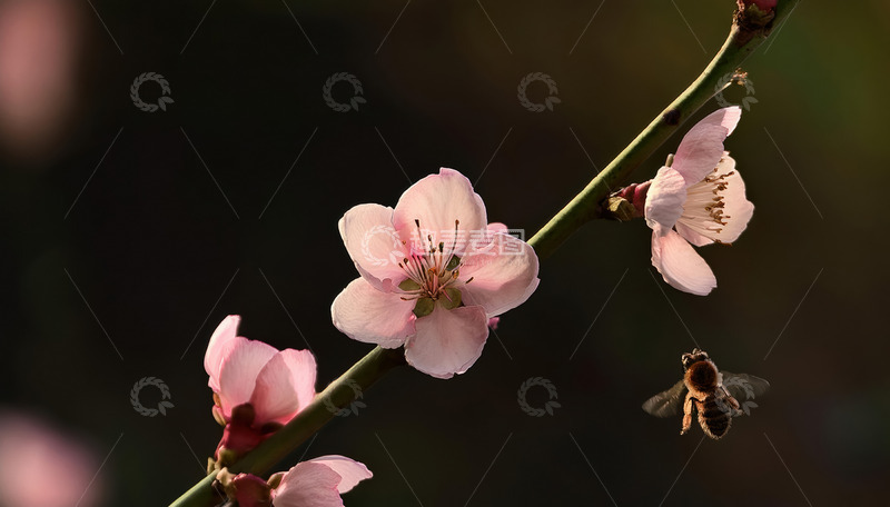 高清大图下载【趣麦麦图】朦胧背景的桃花图