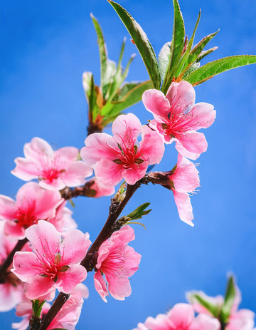 富有诗意的桃花景致