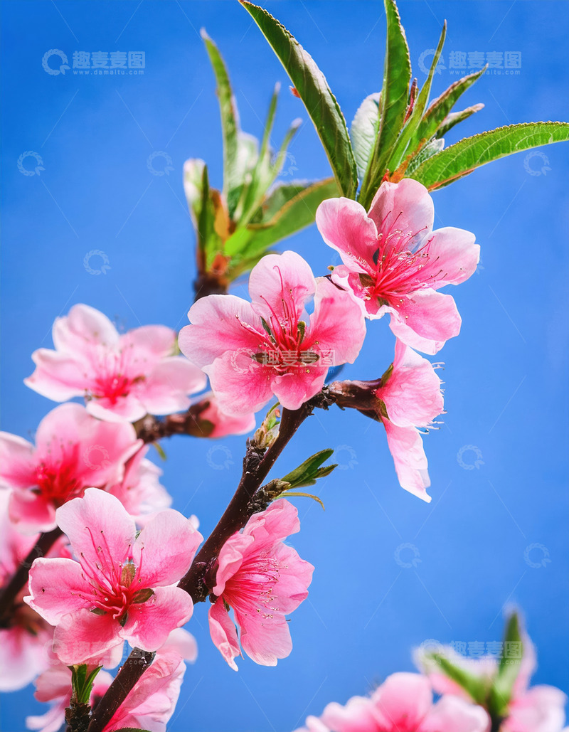 富有诗意的桃花景致