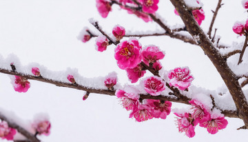 粉艳梅花披雪1