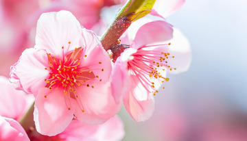 竖版的烂漫桃花