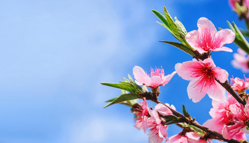 绚烂的桃花绽放