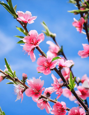 精致的桃花特写2