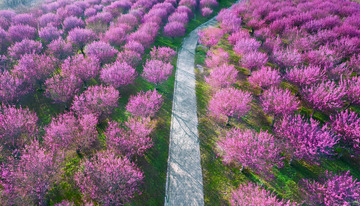 大片盛开的粉色桃花林1