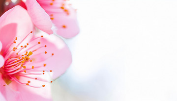 枝头娇艳的桃花