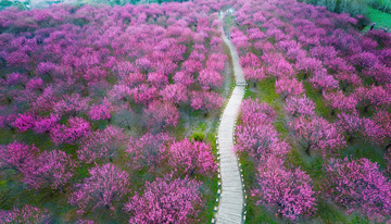 大片盛开的粉色桃花林