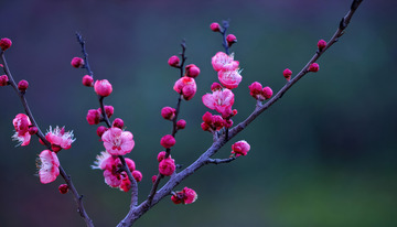 梅花枝头春意闹