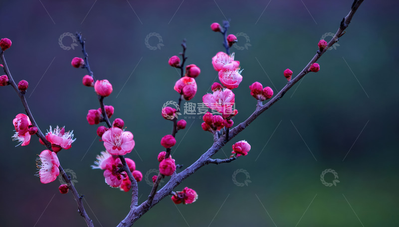 高清大图下载【趣麦麦图】梅花枝头春意闹