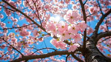 立春春天桃花风景摄影图