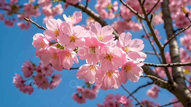 立春春天桃花风景摄影图2