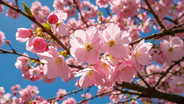 立春春天桃花风景摄影图1