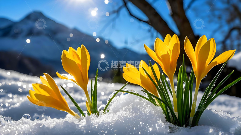 立春初春鲜花风景摄影图