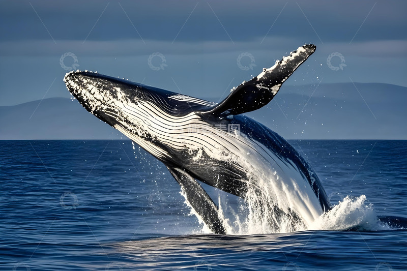 高清大图下载【趣麦麦图】鲸鱼海洋动物摄影1
