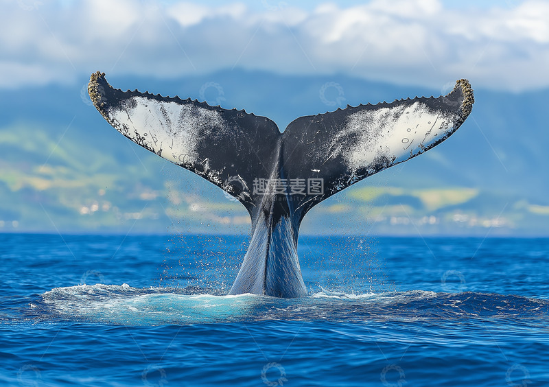 高清大图下载【趣麦麦图】鲸鱼海洋动物摄影
