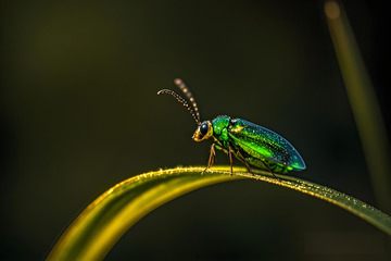 动物摄影昆虫萤火虫摄影