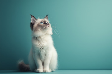 可爱猫咪动物摄影图7