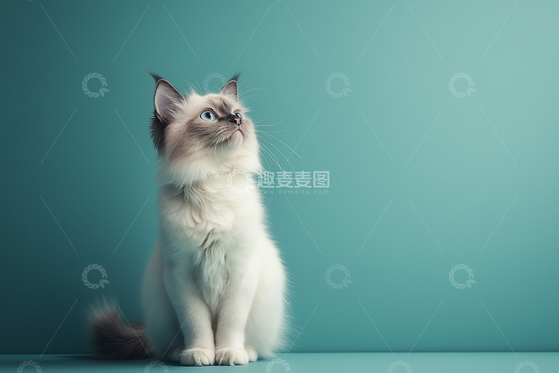 高清大图下载【趣麦麦图】可爱猫咪动物摄影图7