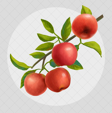 手绘苹果插画