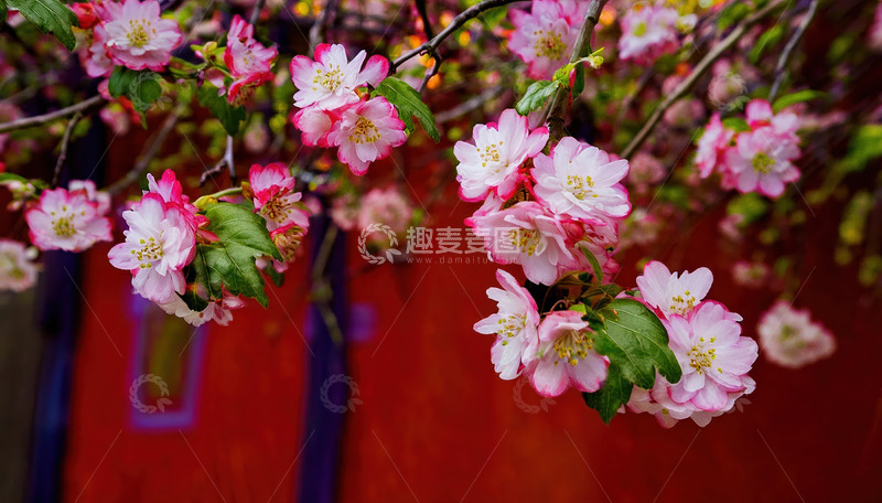 高清大图下载【趣麦麦图】粉花倚红墙，春意烂漫绽枝头