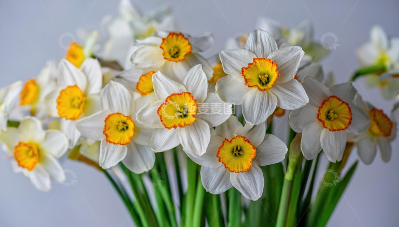 水仙盛放，白瓣黄蕊展娇颜