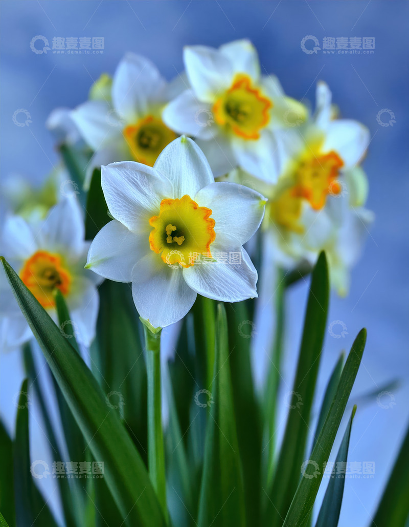 高清大图下载【趣麦麦图】-水仙盛放，白花黄蕊绘清新景致