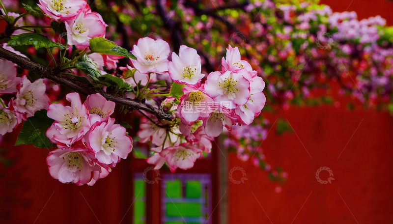 高清大图下载【趣麦麦图】粉花傍红墙，春日烂漫入画来