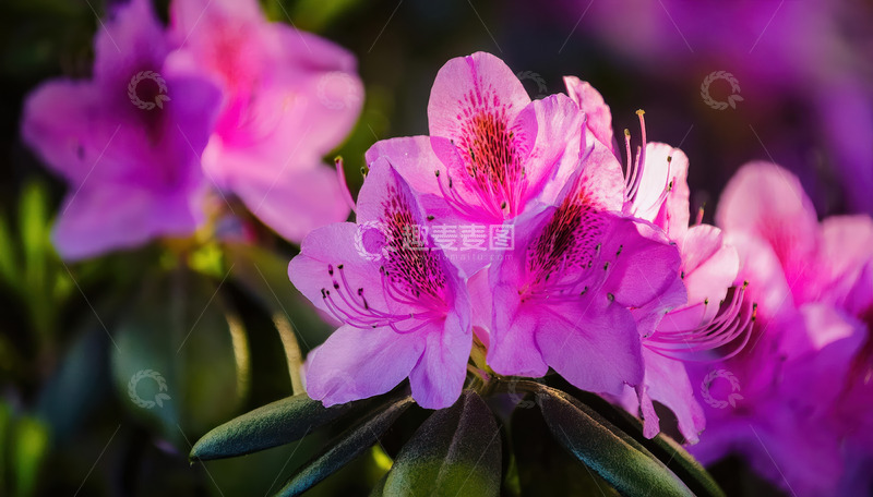 高清大图下载【趣麦麦图】绚烂紫杜鹃，绽放春日芳华