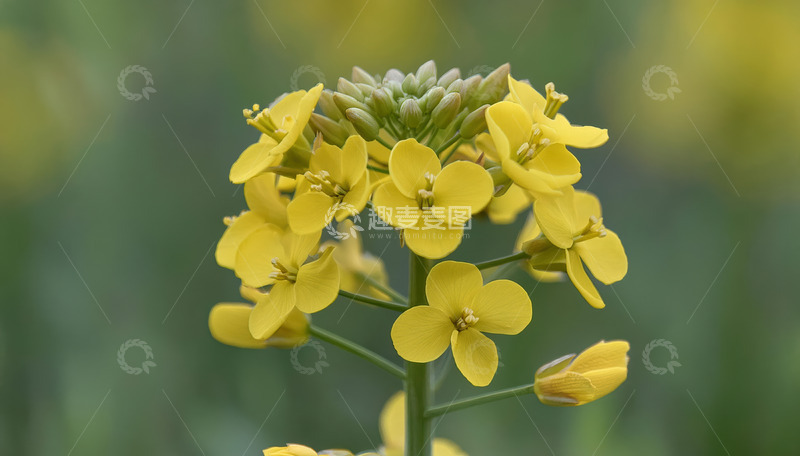 高清大图下载【趣麦麦图】油菜花独秀，绽放田园生机